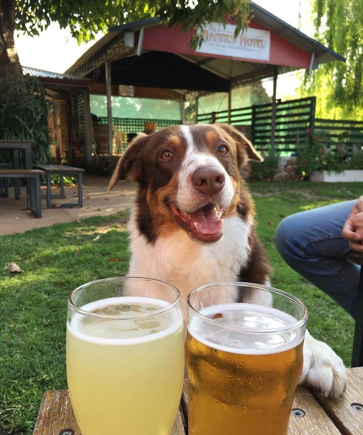 A dog at Nannup Hotel pub 