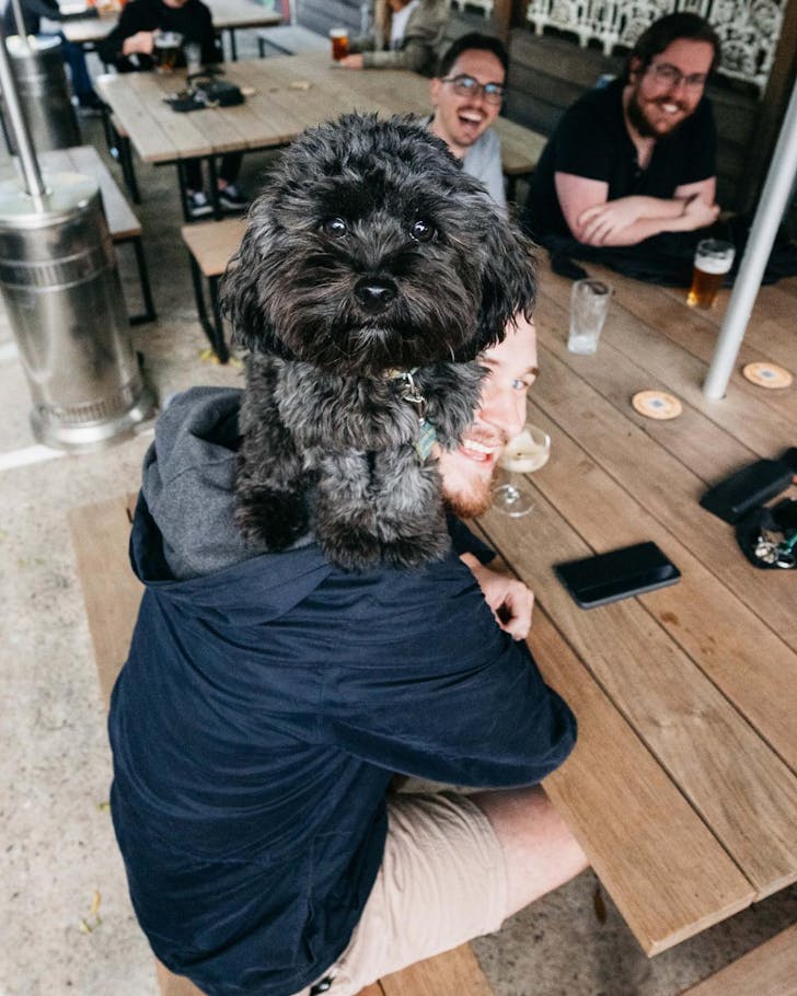 the vic on the park sydney's best dog-friendly pubs