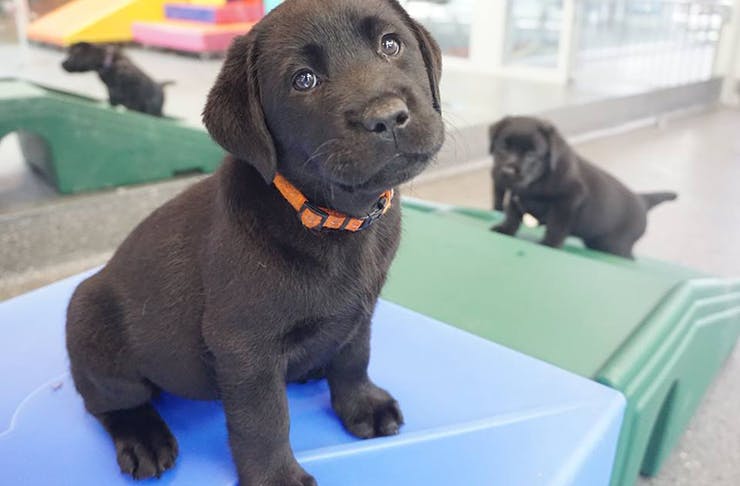 A chocolate Labrador puppy looking into the camera.
