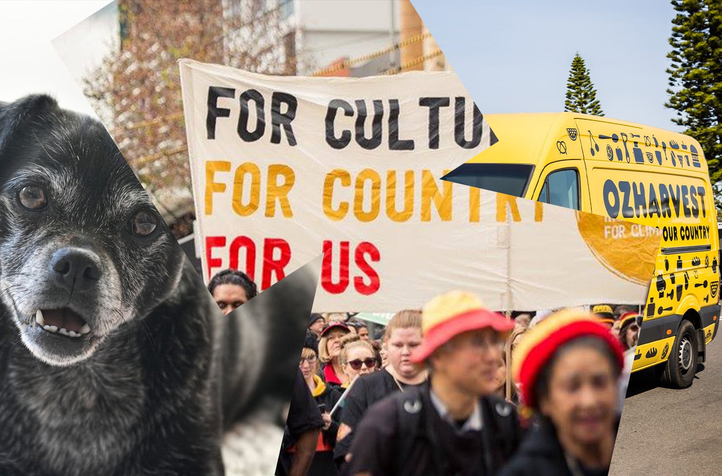 A collage featuring a dog, people marching under a banner for Seed Mob, and a bright yellow OzHarvest van. 