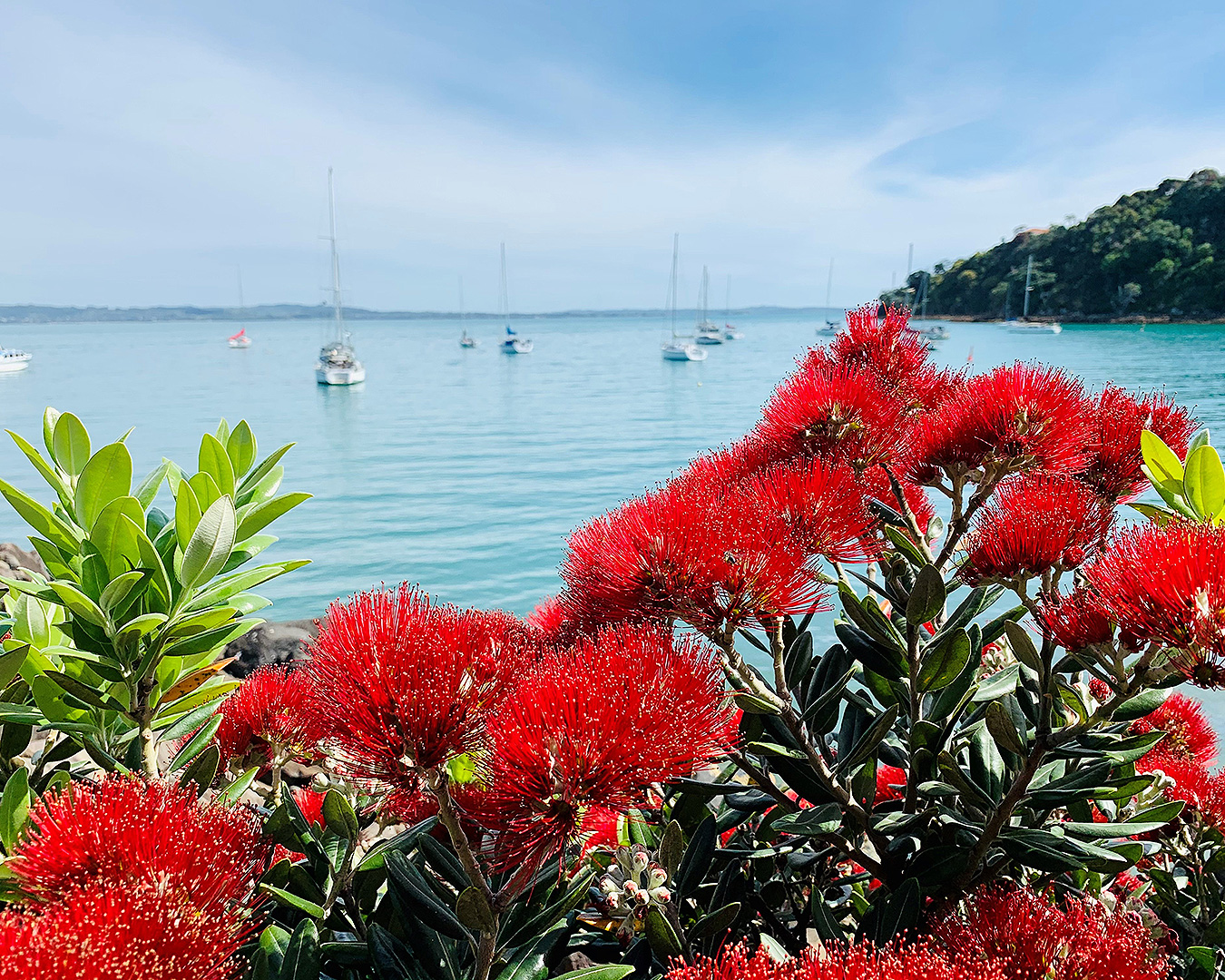 A general view of Waiheke Island shows red flowers in full bloom.
