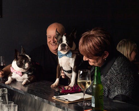 dog on bar counter at we three bar marrickville