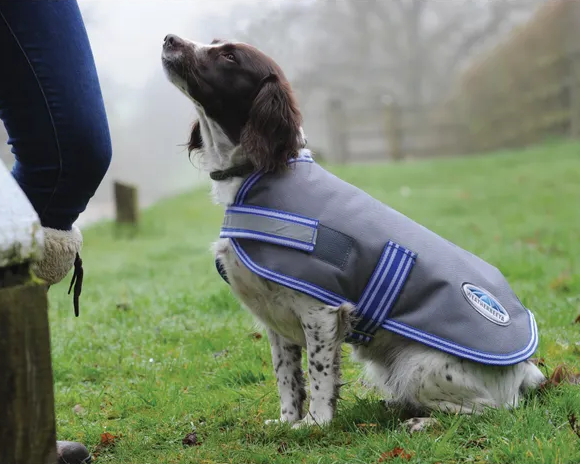 A spaniel sitting on a field wearing the Weatherbeeta Thermi Heat Dog Coat looking up at someone