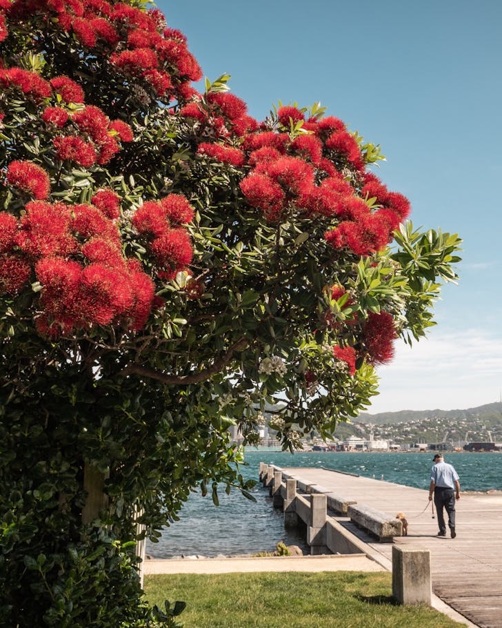 A waterside shot of Wellington, with a vibrant, red floral tree