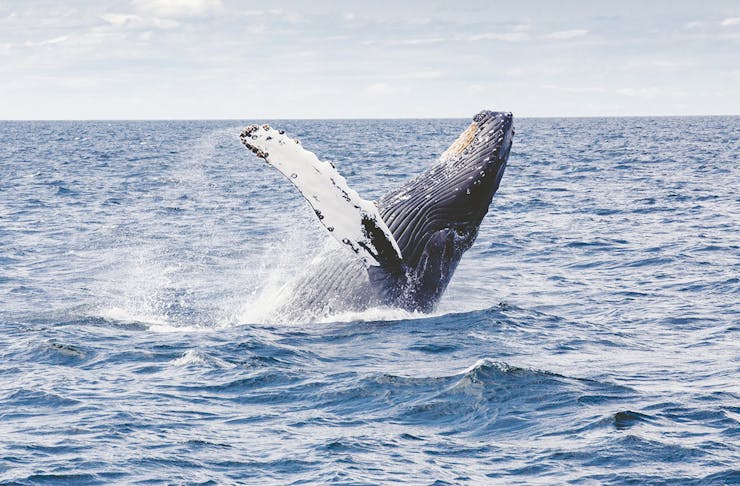 A humpback whale breaching in open ocean.