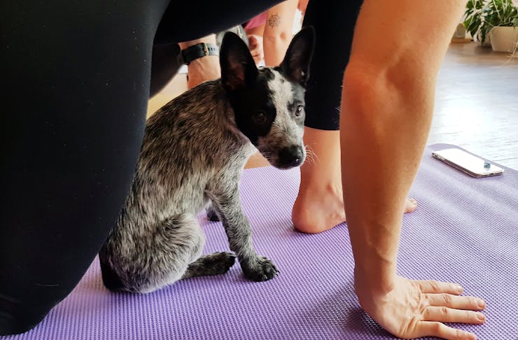 a puppy on a yoga mat underneath someone posing
