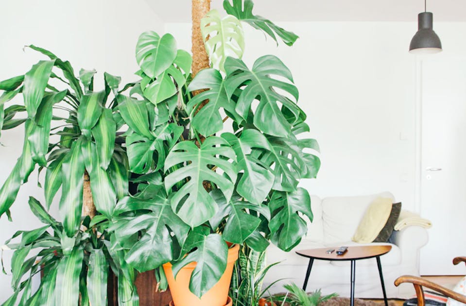 Where To Buy Indoor Plants In Sydney URBAN LIST SYDNEY