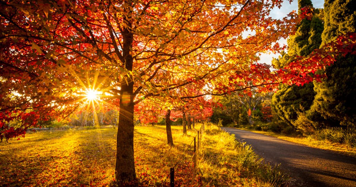 Where To See The Best Autumn Leaves In Sydney This Year URBAN LIST SYDNEY where-to-see-the-best-autumn-leaves-in-sydney-this-year-urban-list-sydney