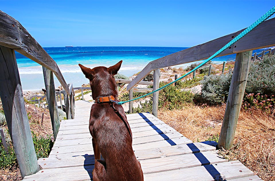 Get Yourself A Furry Friend Here S Where To Adopt A Pet In Perth