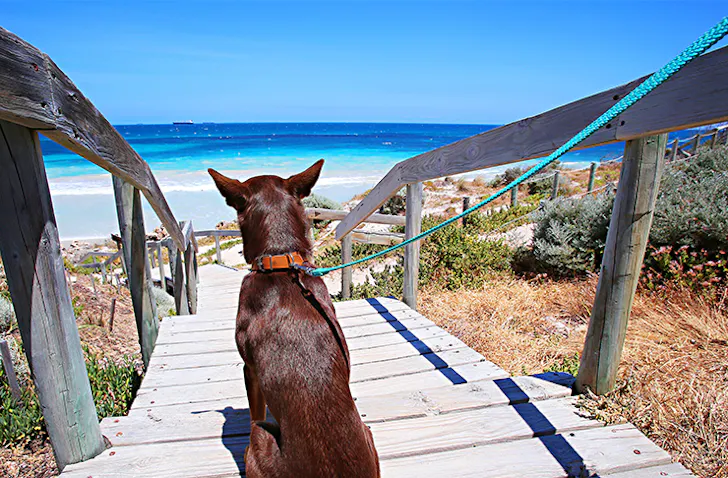 Where To Adopt Animals In Perth