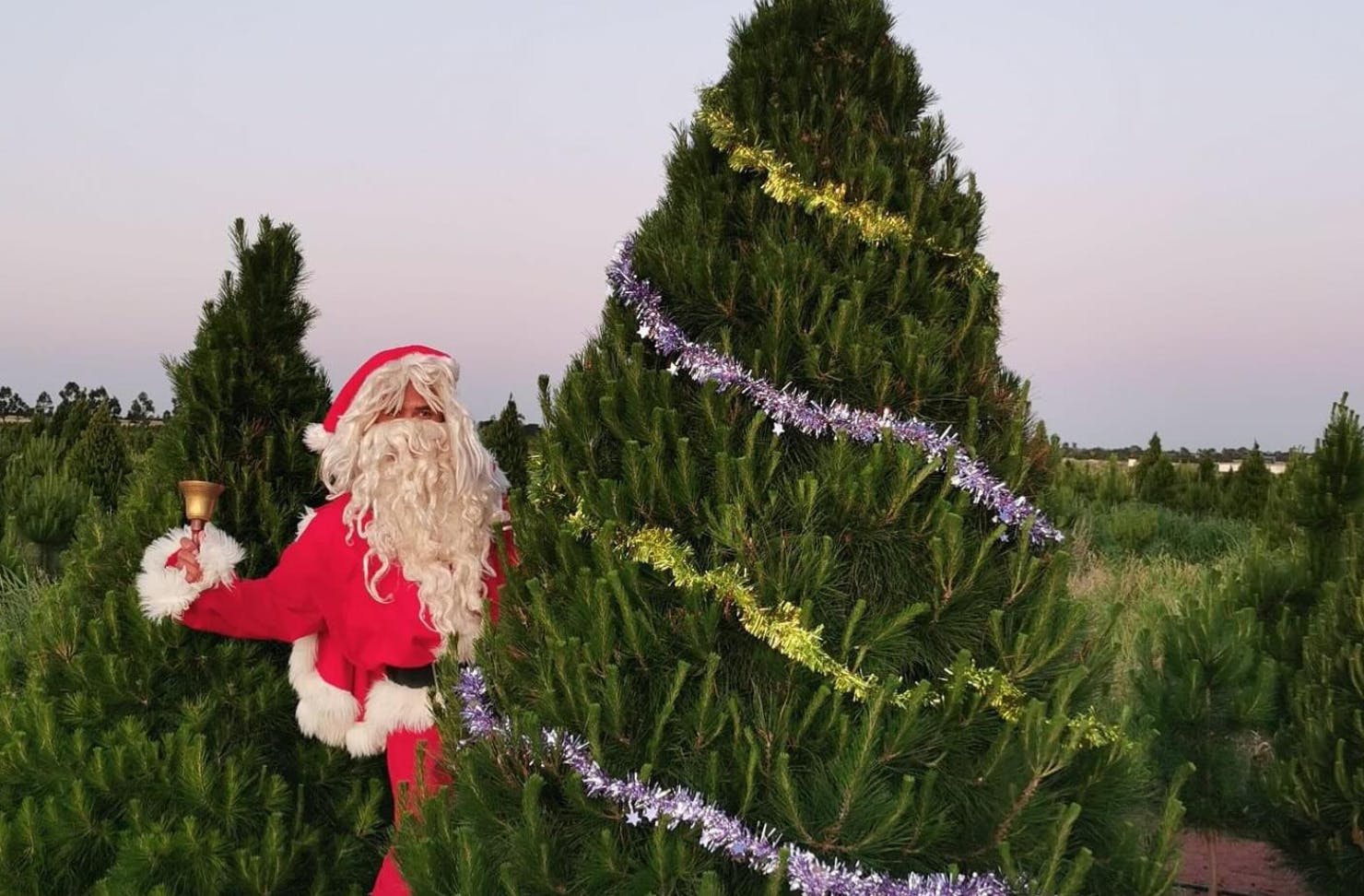 where to buy real christmas trees in melbourne