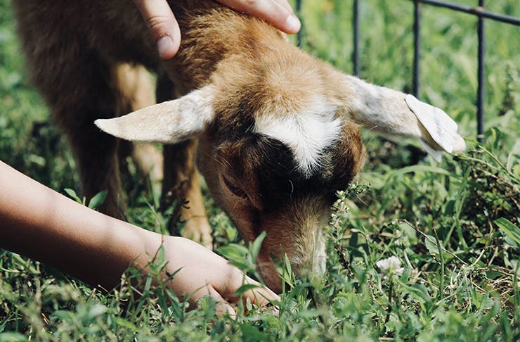 someone petting a baby goat
