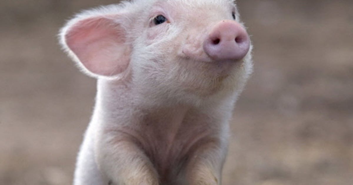 8 Adorable Pets That Aren't Cats Or Dogs | Urban List Brisbane 8 Adorable Pets That Aren't Cats Or Dogs | Urban List Brisbane