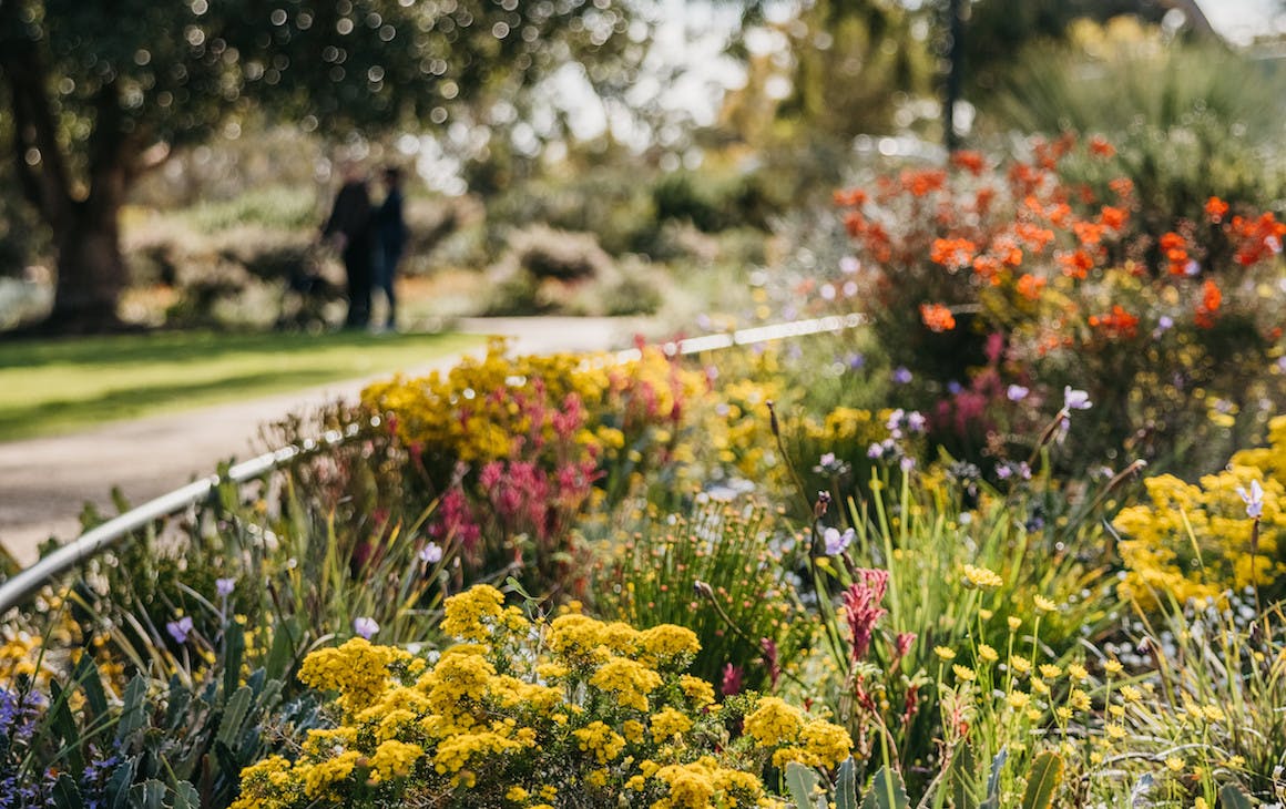 a lush garden filled with flowers