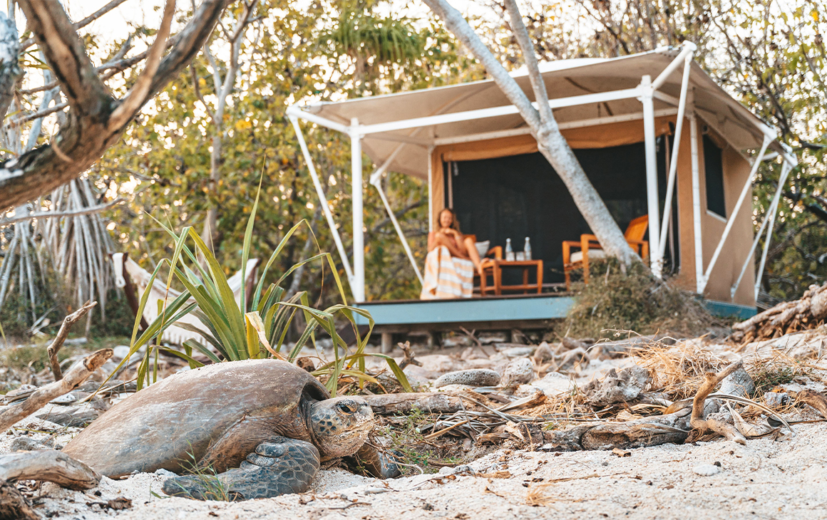 a woman siting in a glamping tent with a turtle on the sand in the foreground