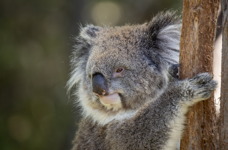 A koala climbing a tree.