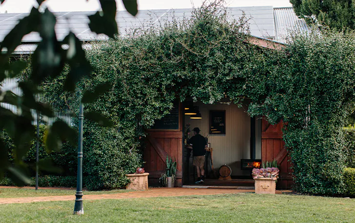 looking into the winery bar, with vines growing over the doorway