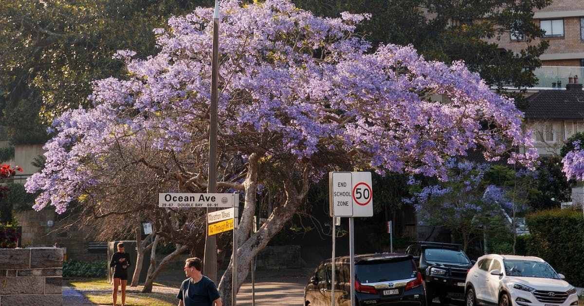 Woollahra Station Confirmed As Sydney’s First New Train Station In Over A Decade Woollahra Station Confirmed As Sydney’s First New Train Station In Over A Decade