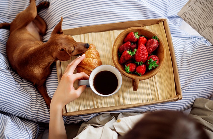 world-dog-friendly-hotels