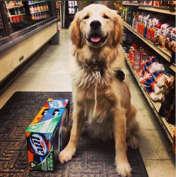 Dogs to Follow on Instagram