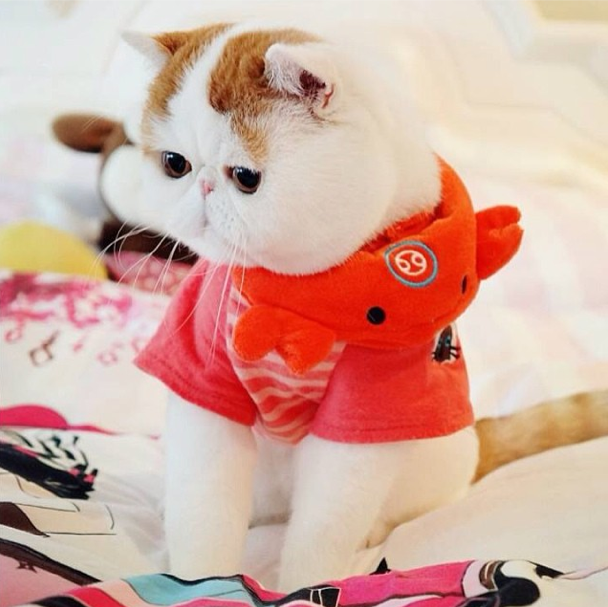 The Cool Cats of Instagram | Urban List Melbourne