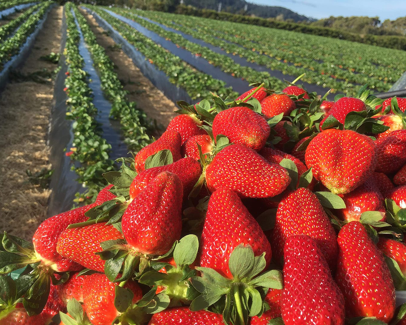 Heaping strawberries at Zaberri, one of the best places for strawberry picking in Auckland.