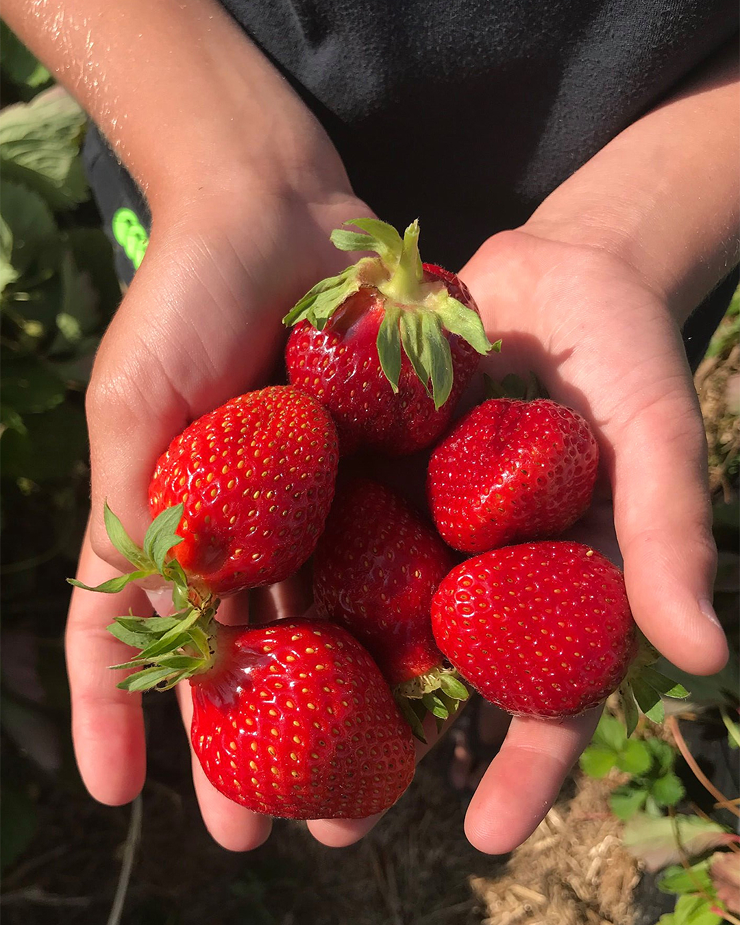 The Best Places For Strawberry Picking In Auckland URBAN LIST NEW ZEALAND
