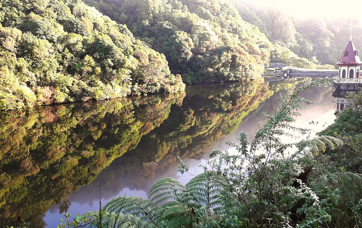Reflection of the bush on Zealandia Sanctuary lower lake. Breathtaking... 