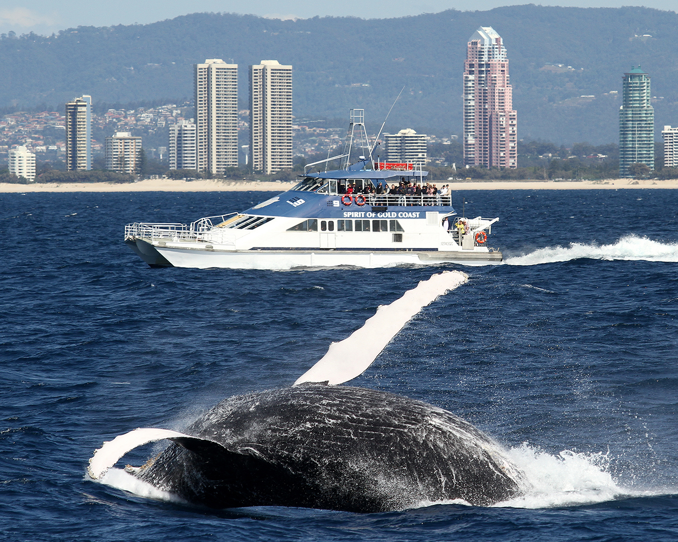 A whale breaching over the water, with a whale watching boat in the distance.