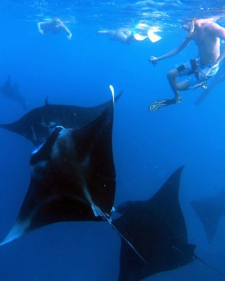 An image of manta rays underwater on a Mantaray Island Resort manta ray swim 