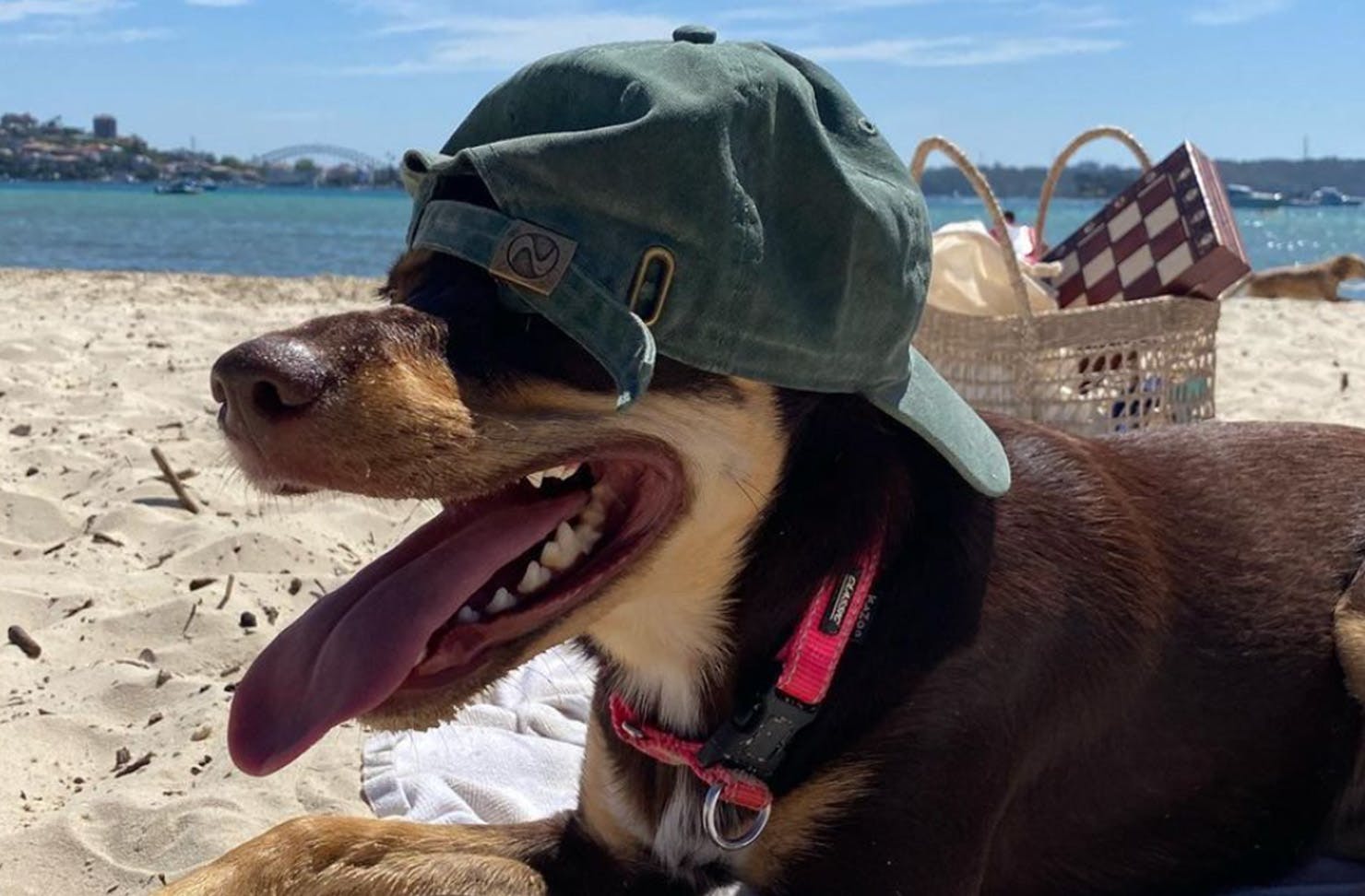 a dog lying on the sand at the beach, its tongue is out and its wearing a backward cap
