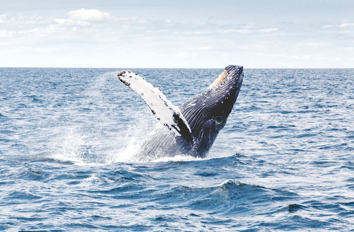 whale-watching-sydney