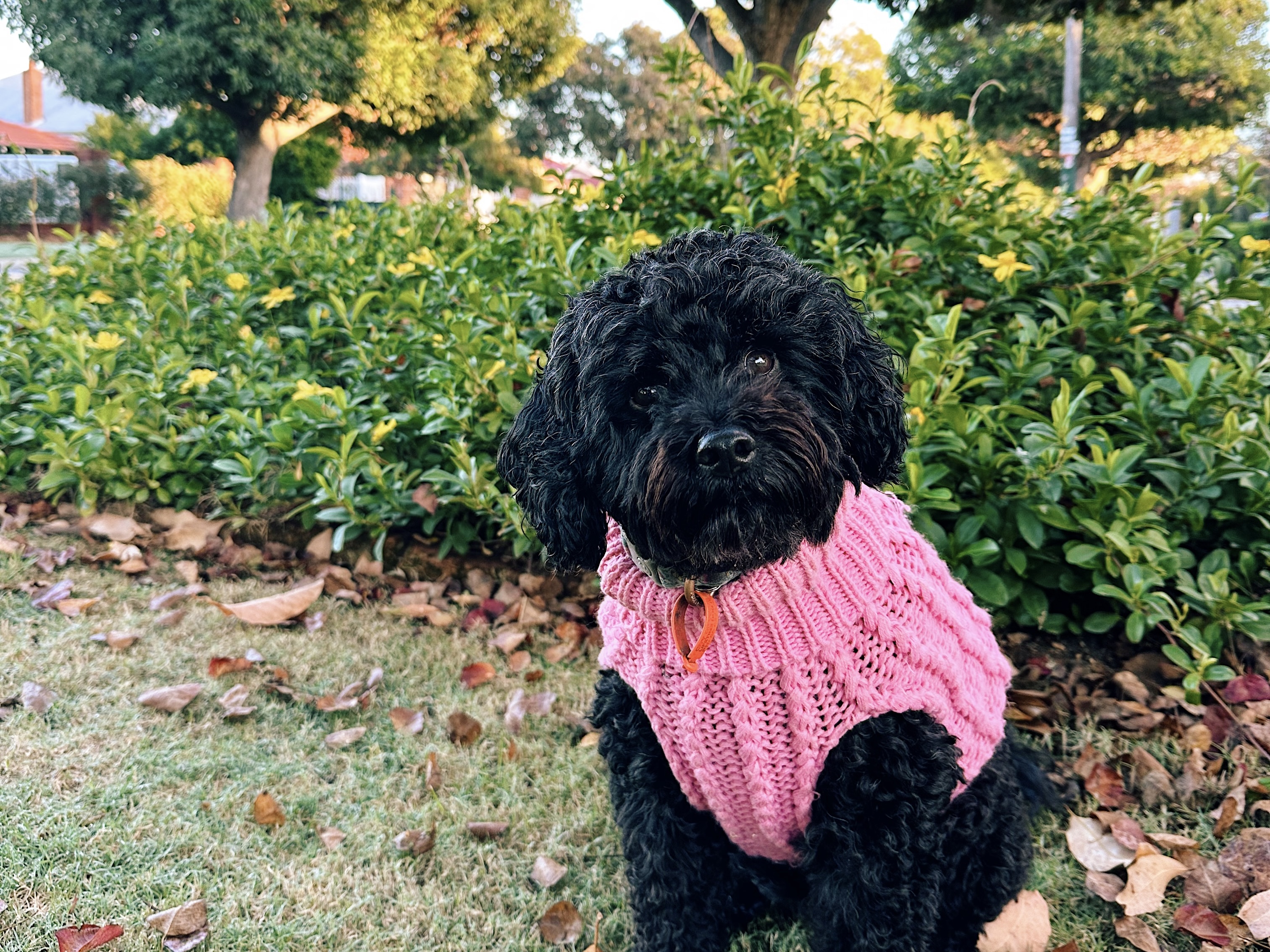 The Best Gifts For Dogs (And Their Very Lucky Humans) In 2026