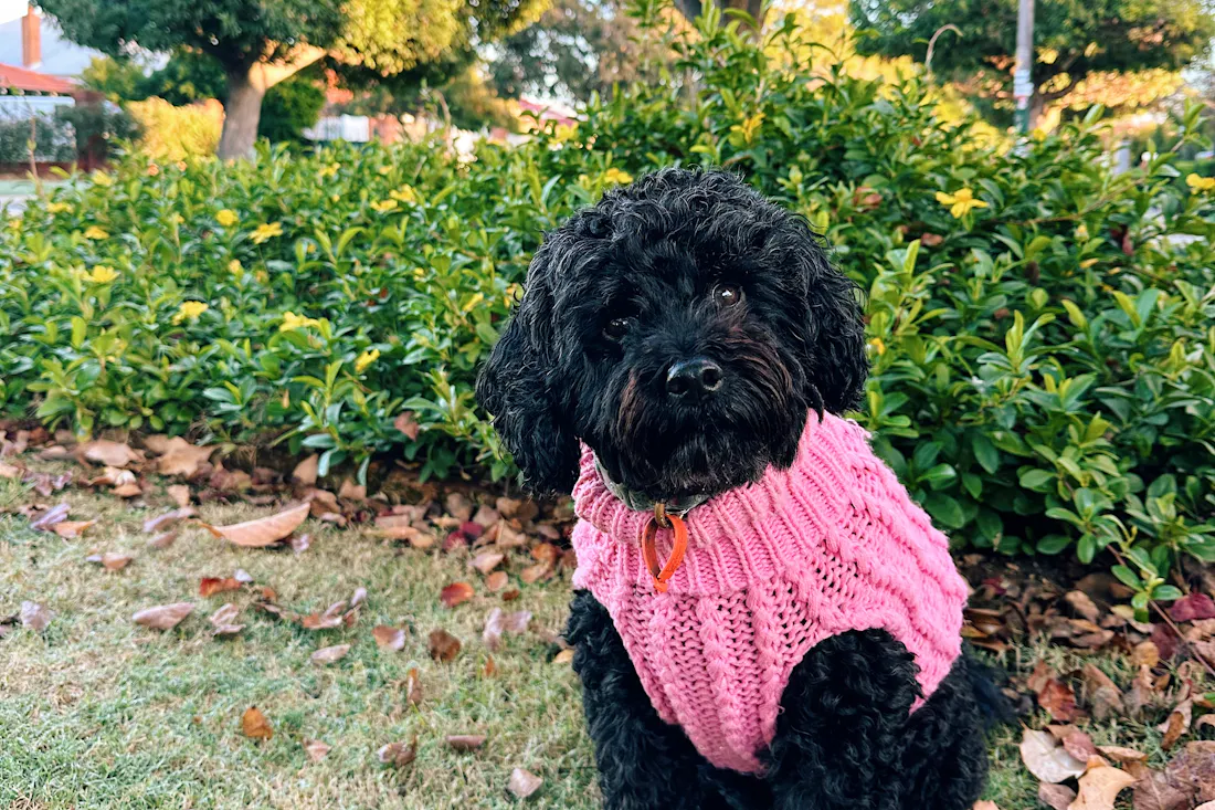 The Best Gifts For Dogs (And Their Very Lucky Humans) In 2026 The Best Gifts For Dogs (And Their Very Lucky Humans) In 2026