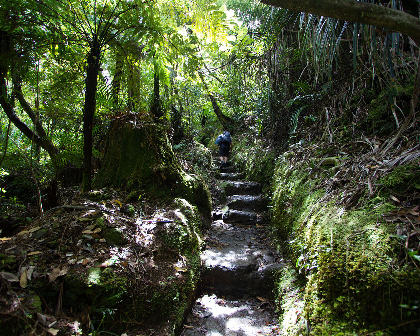 Hiking  through lush green surrounds at Kauaeranga Kauri Trail