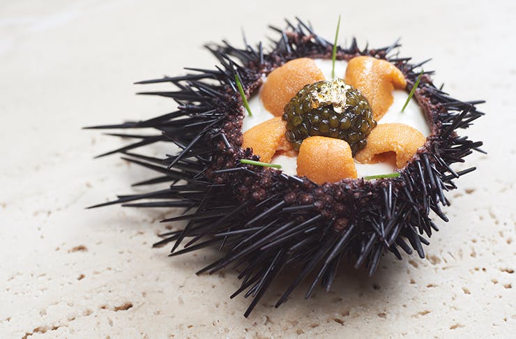 A decadent sea urchin dish on a table adorned with caviar and gold foil. 