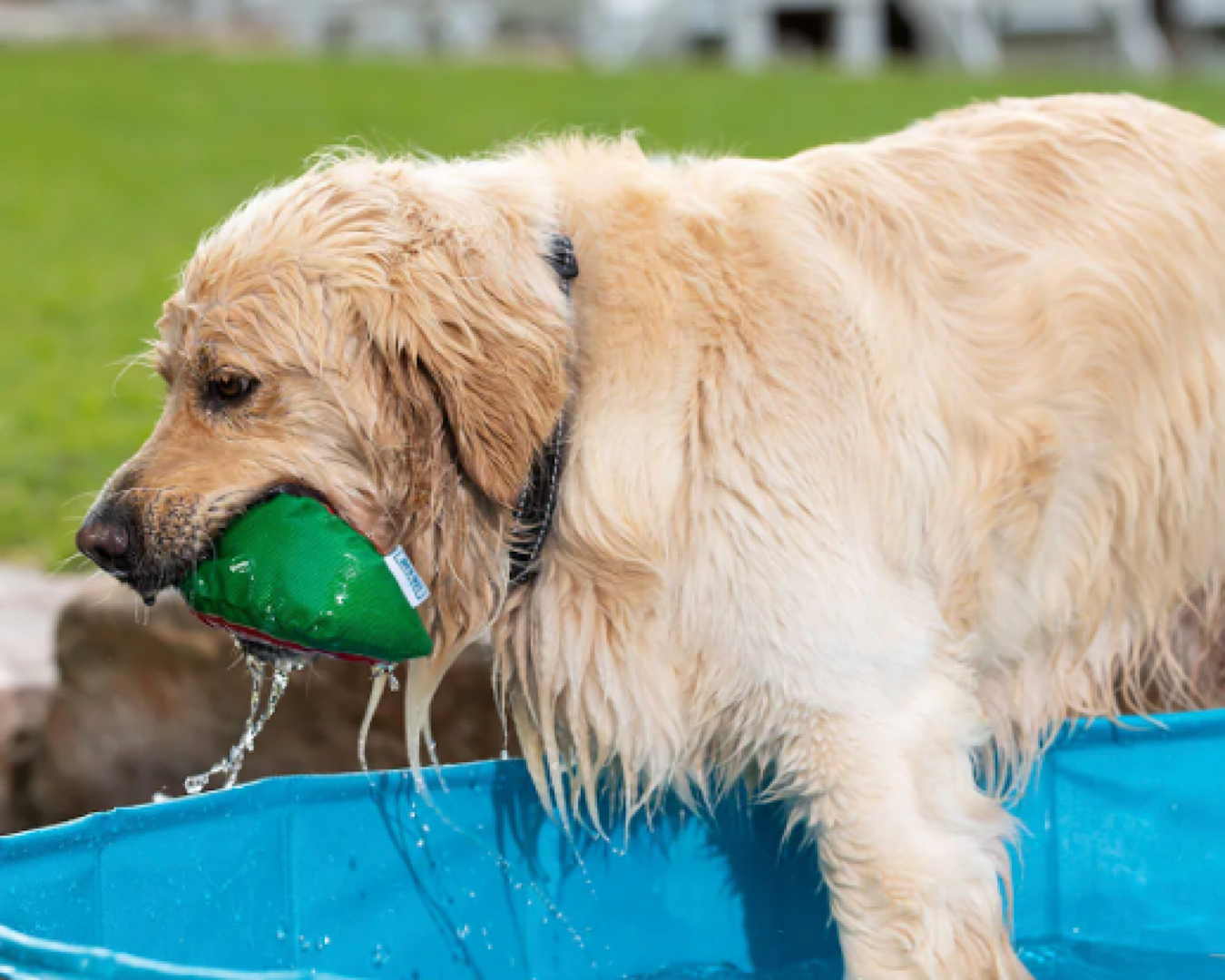 Dog store sunscreen petstock