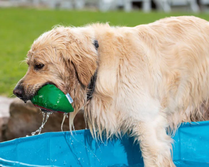 A golden retriever chews on a watermelon toy that streams with water. 