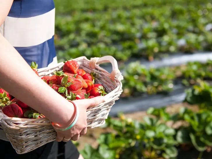 Pick Your Own Fruit Adelaide Hills