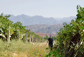 a person in a vineyard