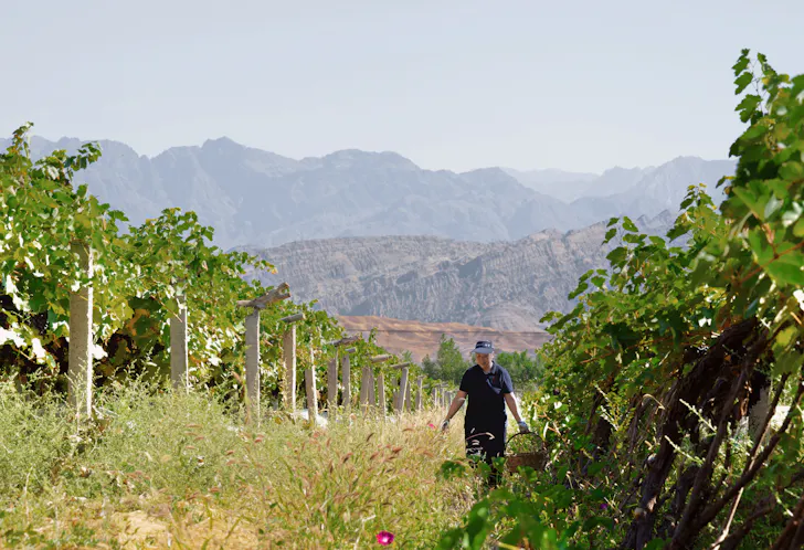 a person in a vineyard