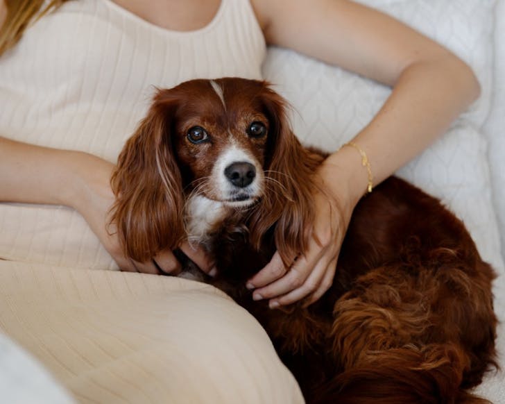 King Charles Cavalier sitting on white couch next to a female in a white dress