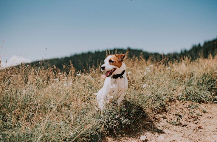 dog sitting on side of walk