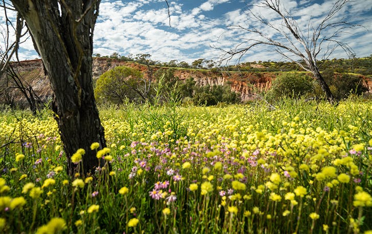a field of yellow wildflowers surrounded by trees at Coalseam Conservation Park