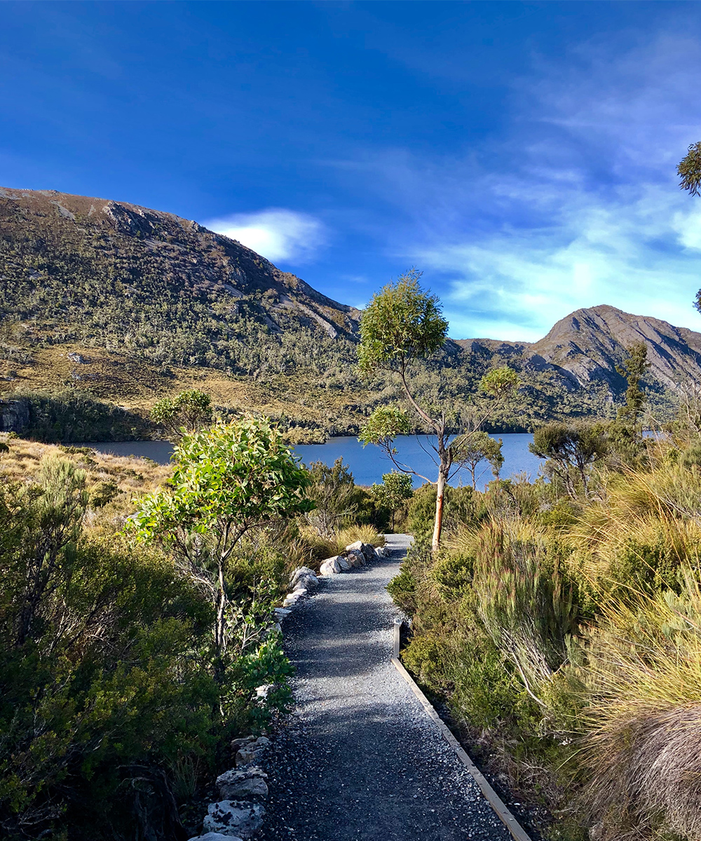 a path leads to lake st clair at cradle mountain