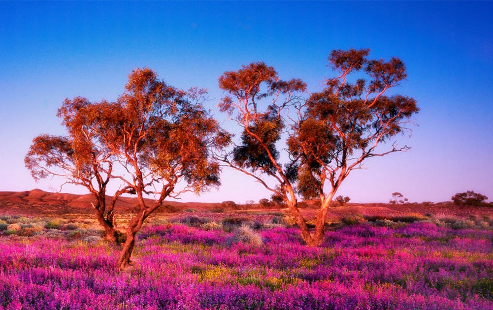 Where To Find The Best Wildflowers In Australia | URBAN LIST GLOBAL