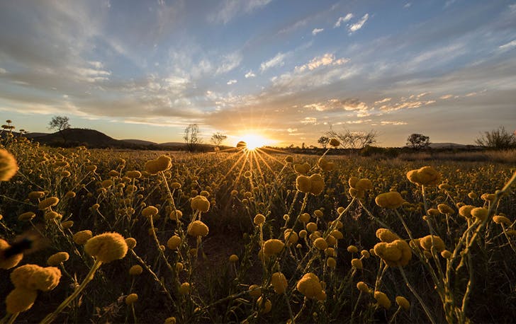 a field of wildflowers at sunset in Northern Territory 