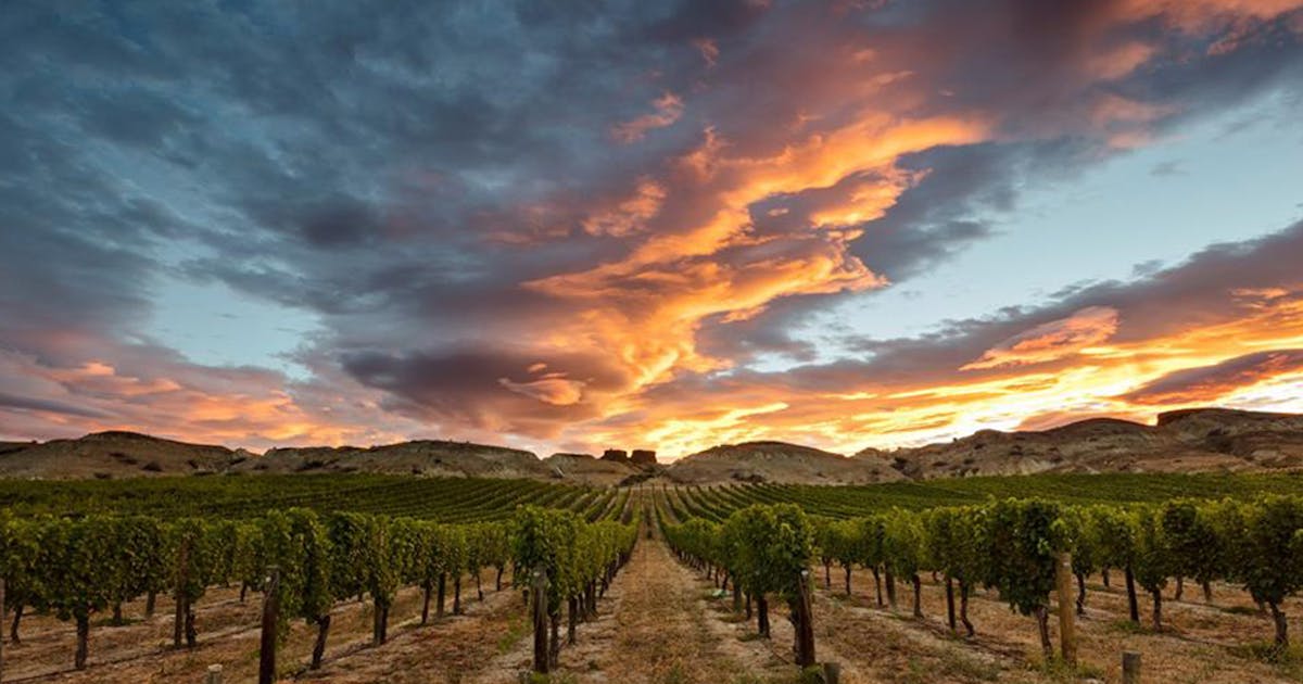 8 Dreamy Vineyards You Need To Visit In Otago Urban List