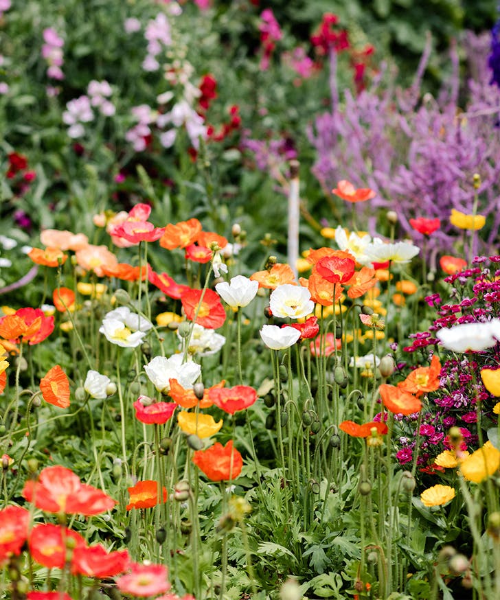 cluster of colourful wildflowers 