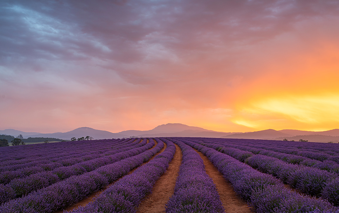 fields of lavender with a dusty sunset in the background